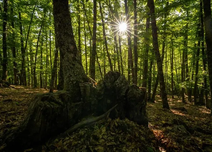 El Rincon De Gondi * 엘 티엠블로